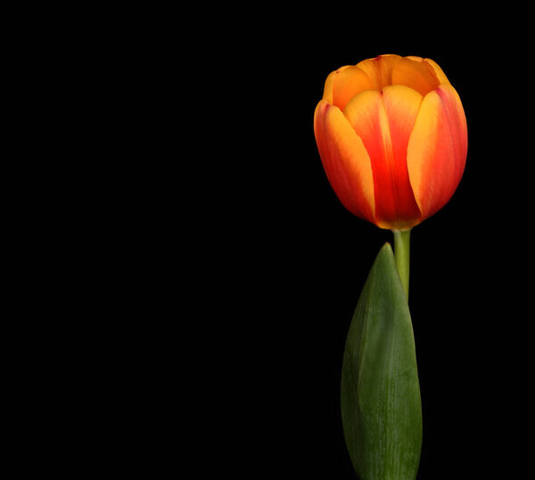 Gorgeous Tulip Black Background Stock Image