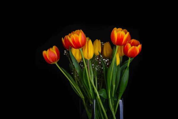 Very Beautiful Image Bouquet Tulips Bables Breath Stock Image