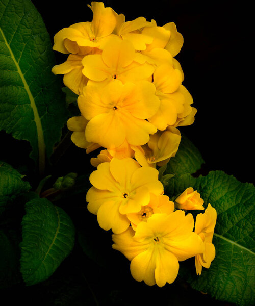 Beautiful Bouquet Yellow Primrose Royalty Free Stock Images