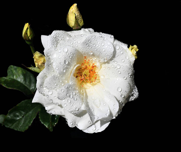 Extra Beautiful White Iceburg Rose Full Bloom Stock Image