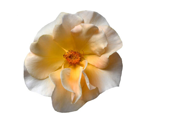 Very Beautiful Pale Orange Brandy Hybred Rose Isolated White Royalty Free Stock Photos