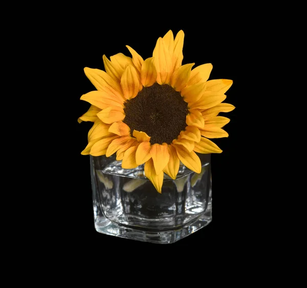 Eine Schöne Isolierte Baby Sonnenblume Einem Glas Wasser Auf Schwarz Stockfoto