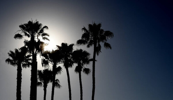 Beautiful Sunset Palm Trees Sun Pismo Beach California Stock Picture