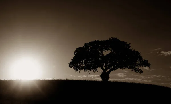 Gün Batımının Batan Güneşin Sepya Işlenmiş Bir Yalnız Ağacın Güzel - Stok İmaj