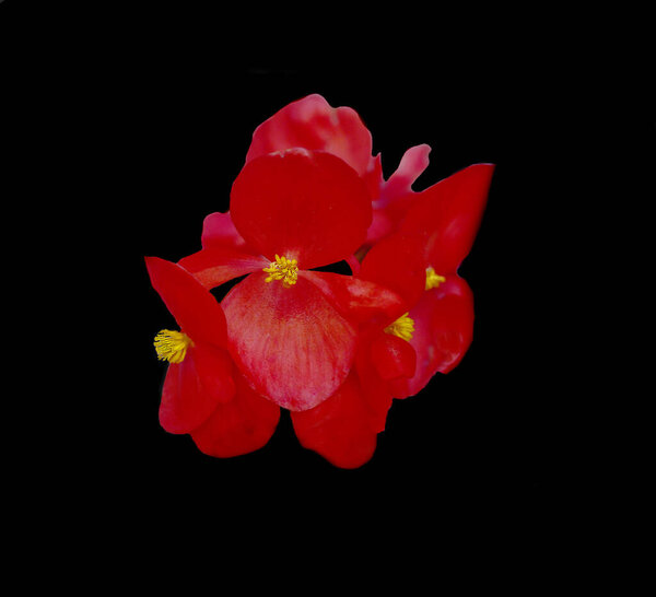 Nice Isolated Red Begonia Black Stock Photo