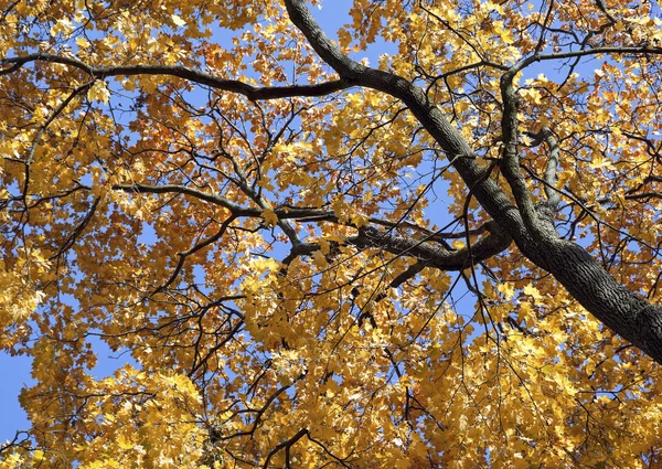 Árbol de arce en otoño —  Fotos de Stock