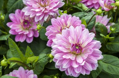 pembe dahlia çiçekler