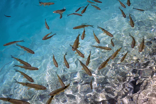 Mar tropical — Foto de Stock