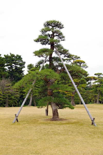 Desteklenen eski ağaç — Stok fotoğraf