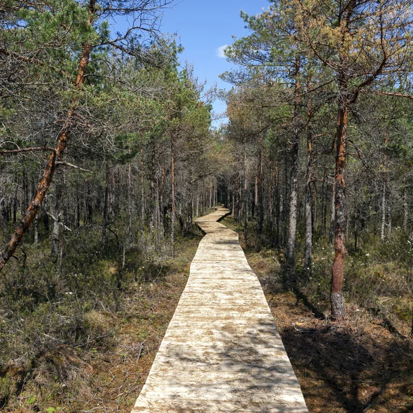 Tahta yol yürüme yolu — Stok fotoğraf