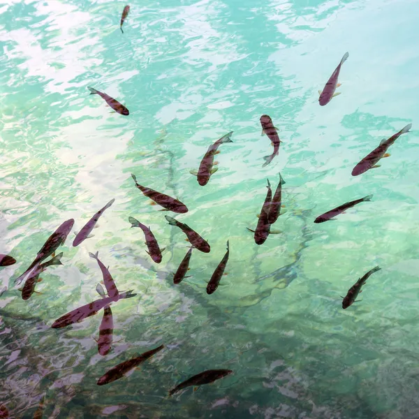 Escola de peixes — Fotografia de Stock