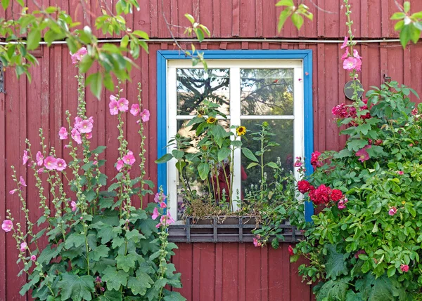 Yazın Çiçek Bitkilerle Kaplanmış Eski Ahşap Pencere — Stok fotoğraf