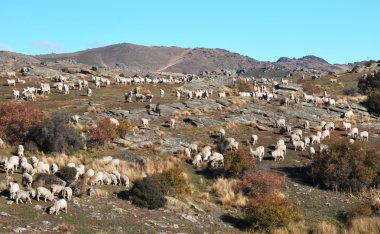 Merinos koyunu bendigo istasyonu, otago, Yeni Zelanda