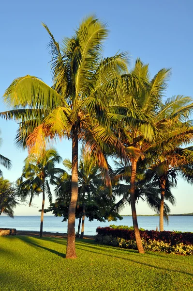 Kokospalmen im Morgengrauen auf Fidschi — Stockfoto