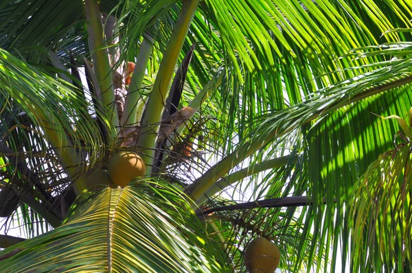 Nahaufnahme von Kokospalmenwedeln, Bäumen und Nüssen, Fidschi. — Stockfoto