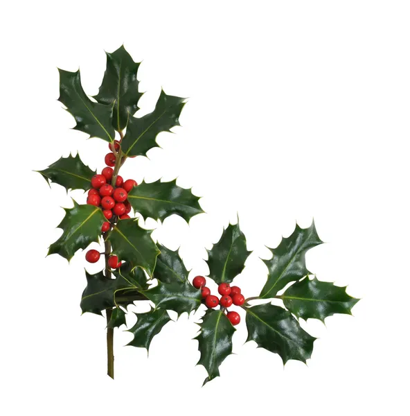 Natale Holly Border isolato su sfondo bianco — Foto Stock