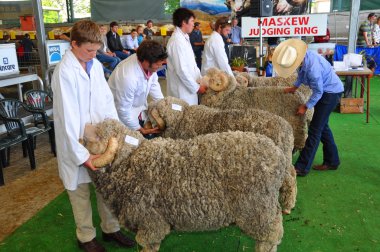 2012 Canterbury'de rams bakılırsa bir & p göstermek, christchurch,