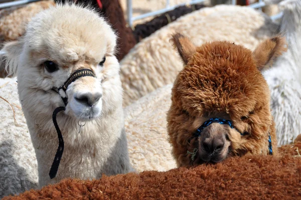 Alpacas no Canterbury A & P Show, Christchurch, Nova Zelândia — Fotografia de Stock