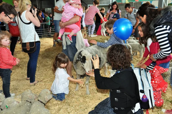 Niños acariciando corderos en feria agrícola —  Fotos de Stock