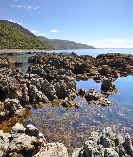 Kaikoura Rock Pool Vertical Panorama, New Zealand — Stock Photo, Image