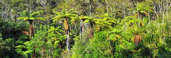 Native Bush Background Panorama, Nouvelle-Zélande — Photo