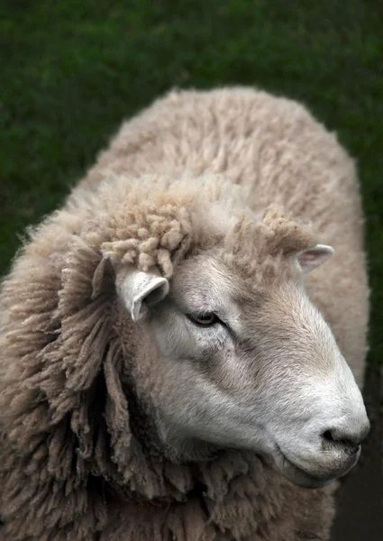 Schafe Nahaufnahme aus Neuseeland — Stockfoto