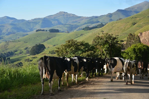 Herd of Cows in the hills above Akaroa Harbour, New Zealand.