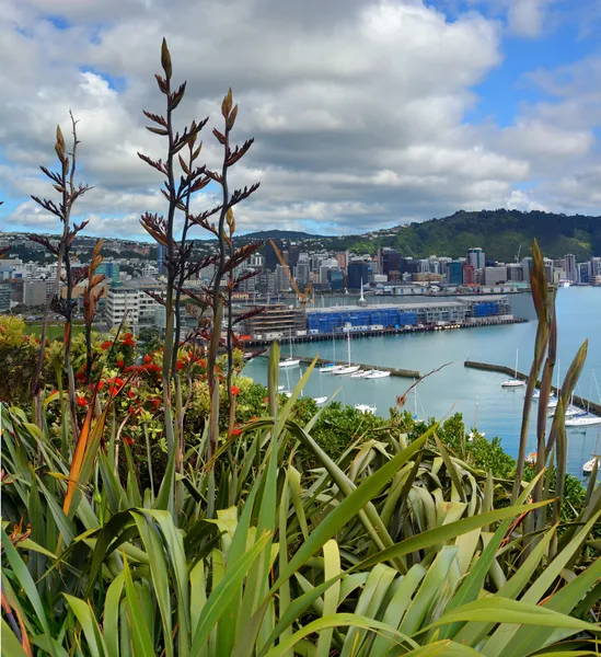 Flax Flowers & Early Pohutukawa in Wellington — Stock Photo, Image