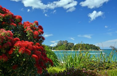 Pohutukawas in Full Bloom at Kaiteriteri Beach, New Zealand clipart