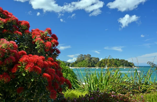 Pohutukawas tam Bloom kaiteriteri Beach, Yeni Zelanda — Stok fotoğraf