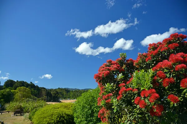 Pohutukawas in volledige bloei op kaiteriteri beach, Nieuw-Zeeland — Stockfoto