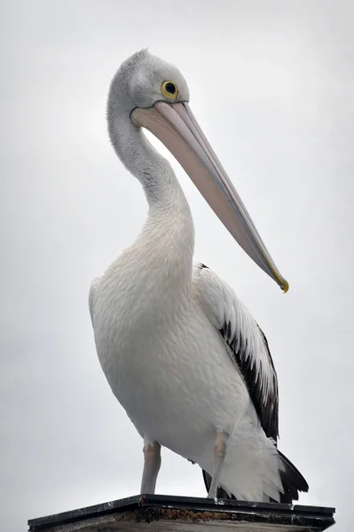 Australian Pelican portrait, Noosa Queensland — Stock Photo, Image