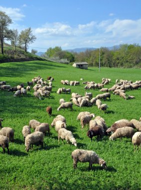 Sheep on a Montefalco Farm in Umbria, Italy clipart