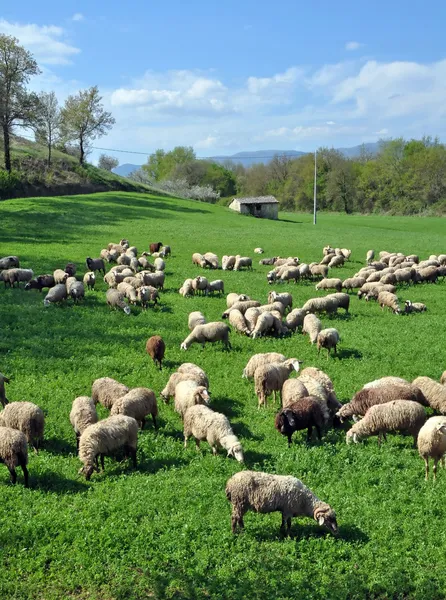 Schafe auf einer montefalco farm in umbrien, italien — Stockfoto