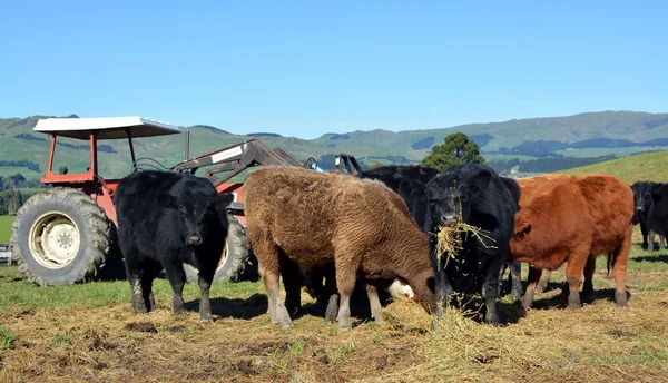 Telata jíst vojtěškové seno na Novém Zélandu farma — Stock fotografie