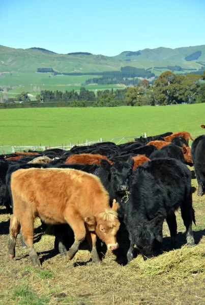 Vitelli che mangiano fieno di erba medica in Nuova Zelanda Farm — Foto Stock