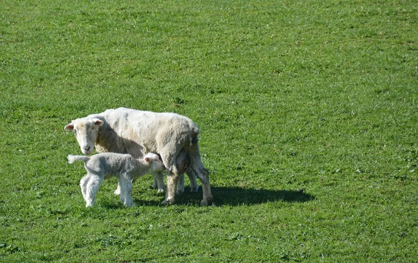 Sheep & her Lamb in Springtime on New Zealand Farm. — Stock Photo, Image