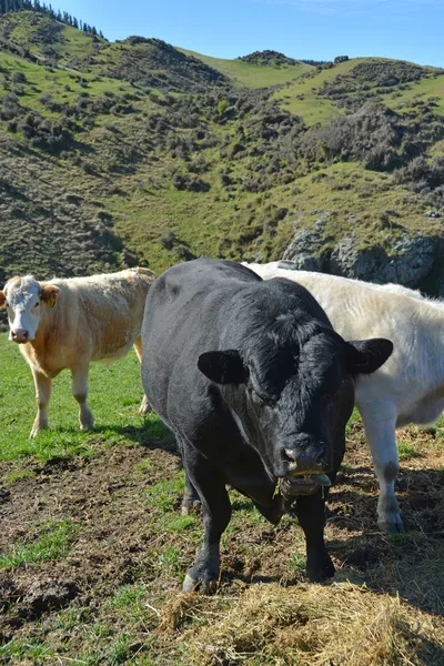 Angus bull and Friesian catlle eating Lucerne on New Zealand Far Royalty Free Stock Photos