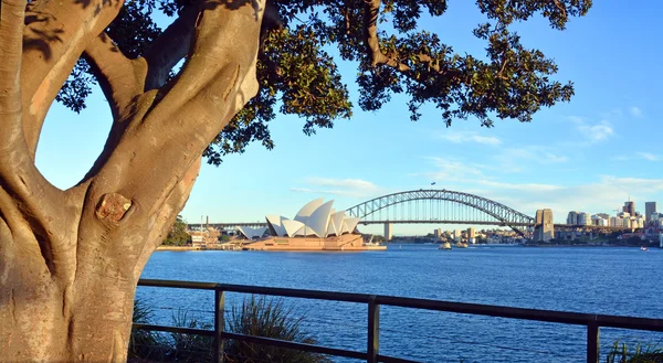 Moreton Bay Marcos de árbol de higuera Opera House & Harbour Bridge —  Fotos de Stock