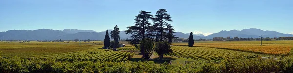 Druiven Voor Zover Het Oog Kan Zien Wairau Plains Nieuw — Stockfoto