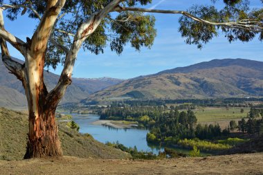 Eucalyptus Tree in the foreground and the Kawarau River Valley in the background, Otago, New Zealand
