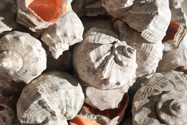 Montones de conchas marinas . — Foto de Stock