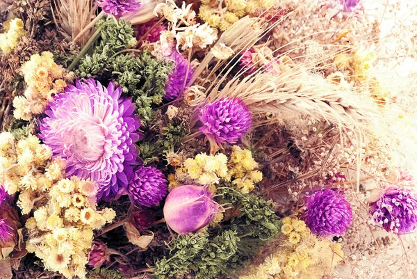 Flores de outono . Fotografias De Stock Royalty-Free
