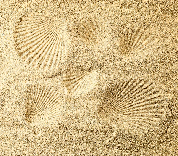 Seashell prints. — Stock Photo, Image