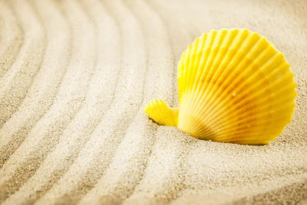 帆立貝の砂の上. — ストック写真