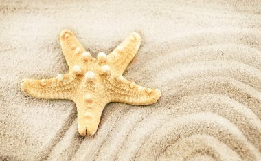 Seastar bir kum üzerinde.