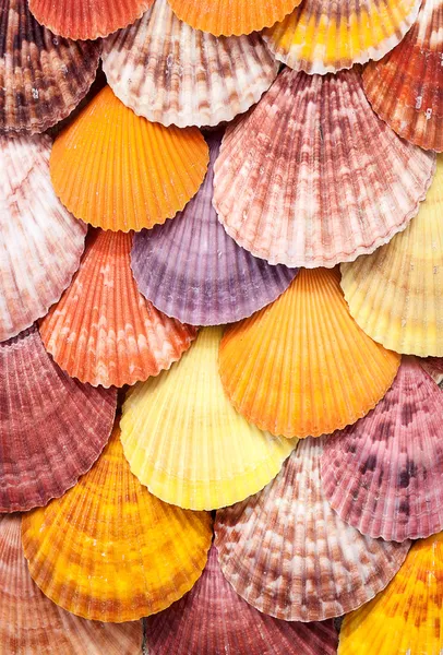 Scallop background. — Stock Photo, Image