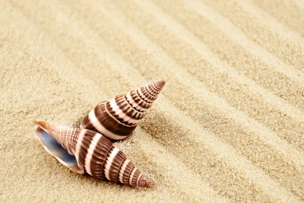 Seastar on a sand. Stock Image