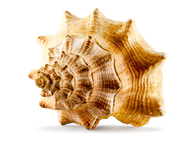 Spiked seashell. — Stock Photo, Image