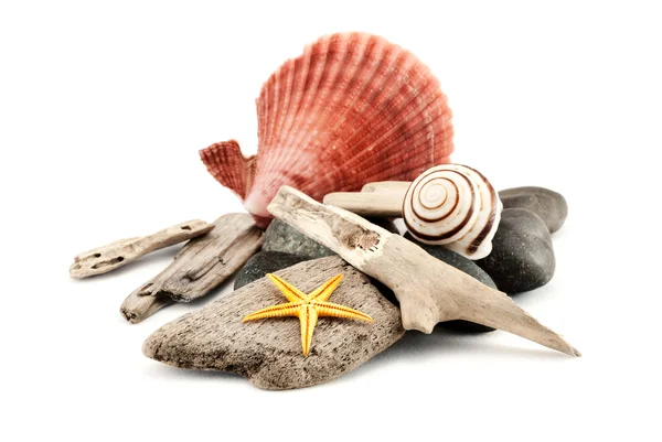 Marine composition. — Stock Photo, Image